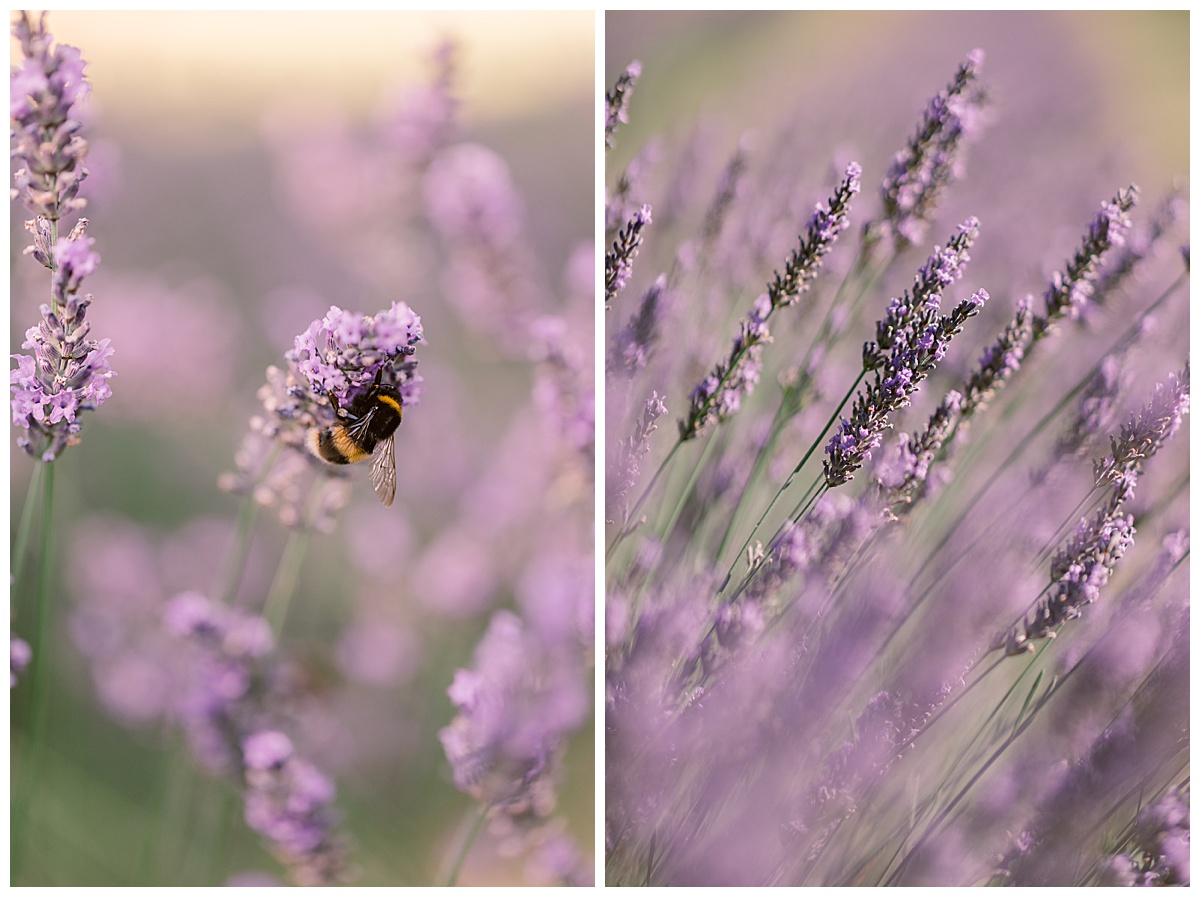 Bee in the lavender