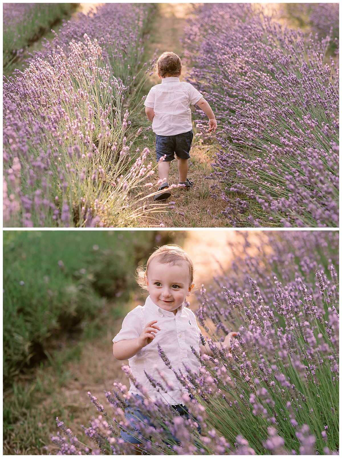 Little boy in the lavender at Little Mountain Lavender Farm