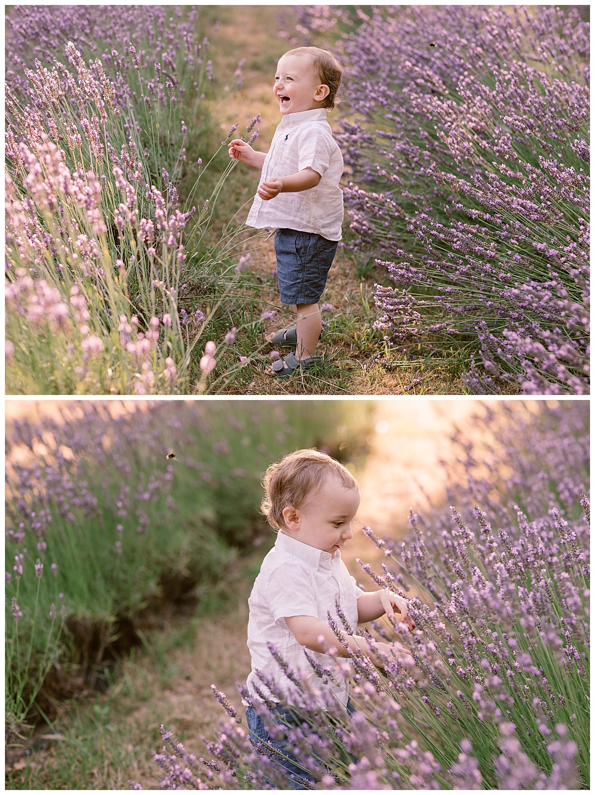 little boy in the lavender