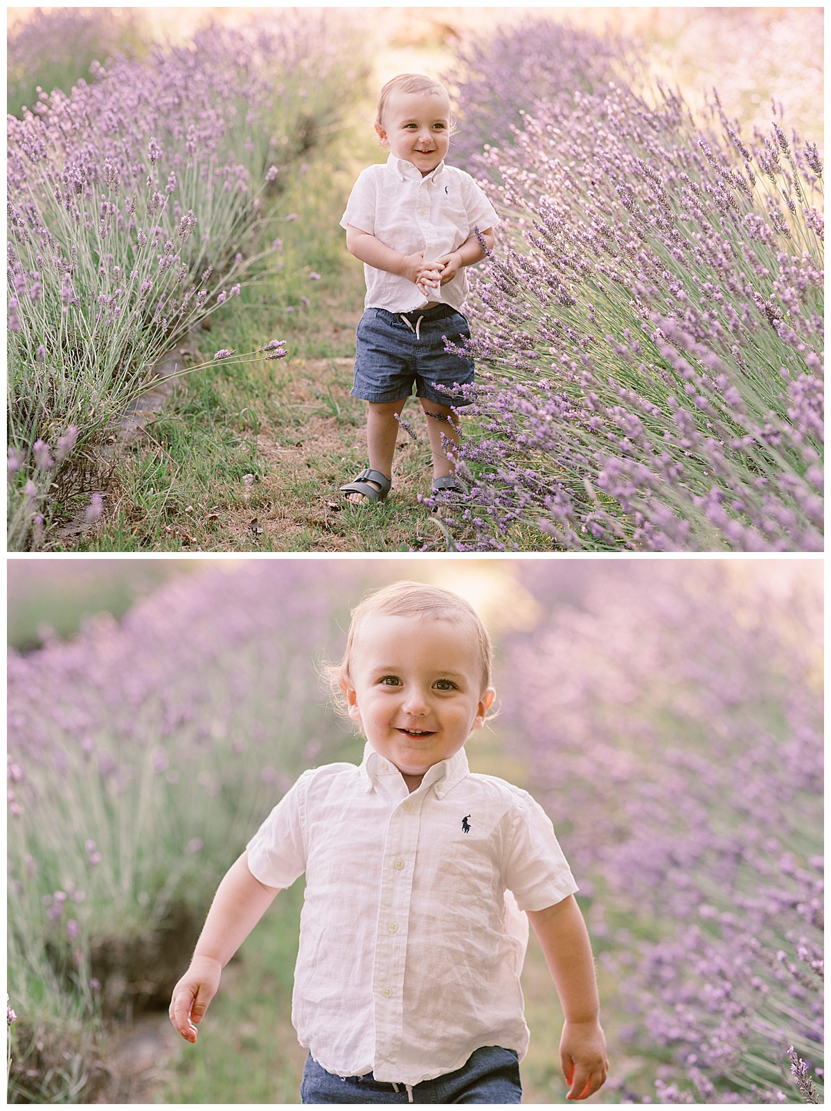 little boy wandering through the lavender and smiling at Little Mountain Lavender Farm