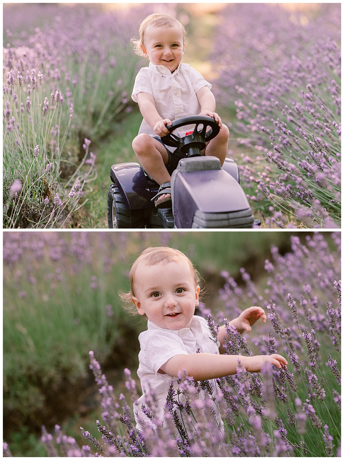 Little boy in the lavender on a toy tractor