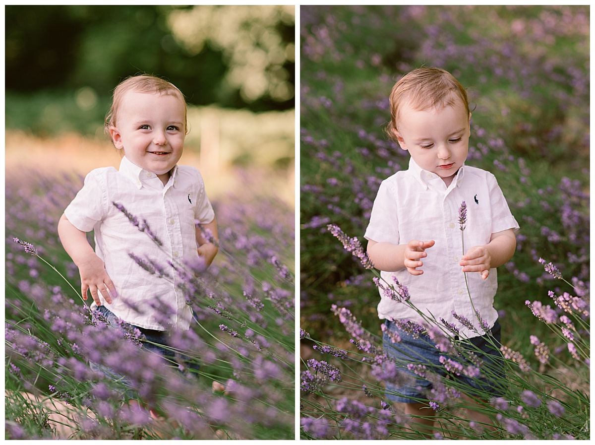 Little boy exploring the lavender