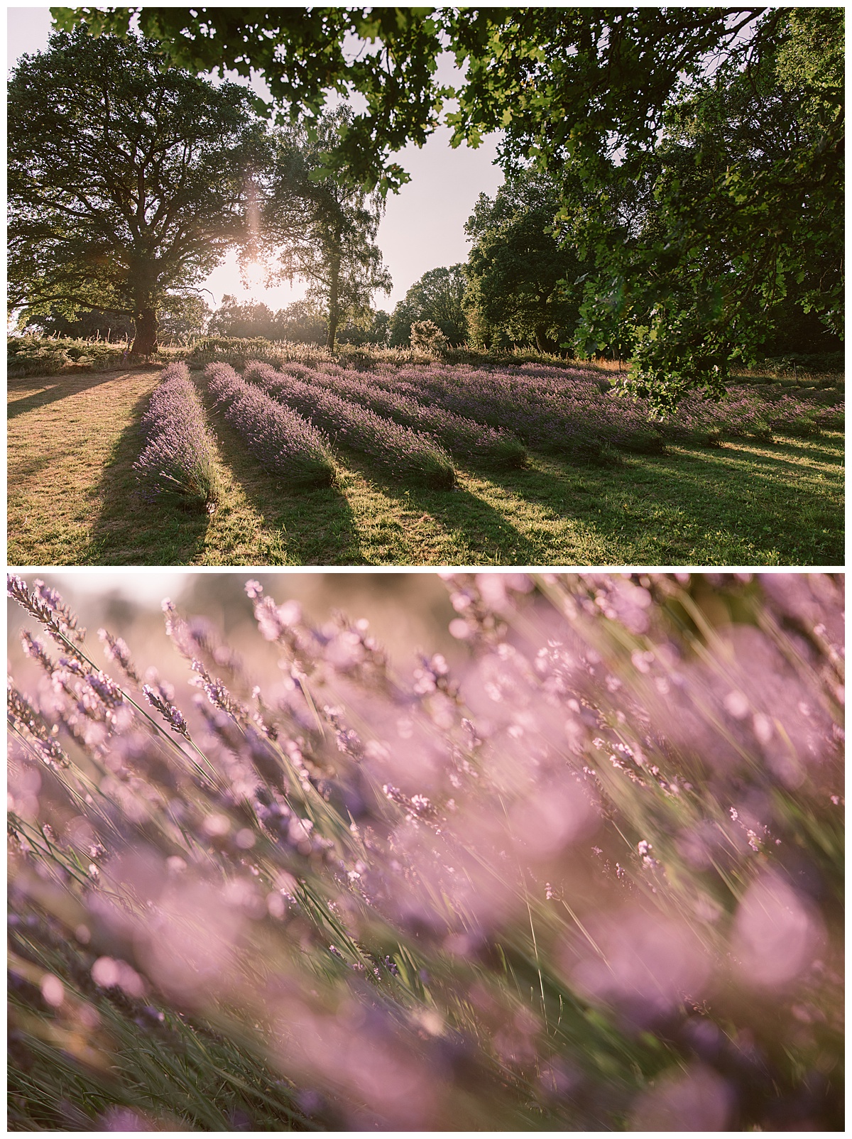 The Lavender fields at Little Mountain Lavender Farm