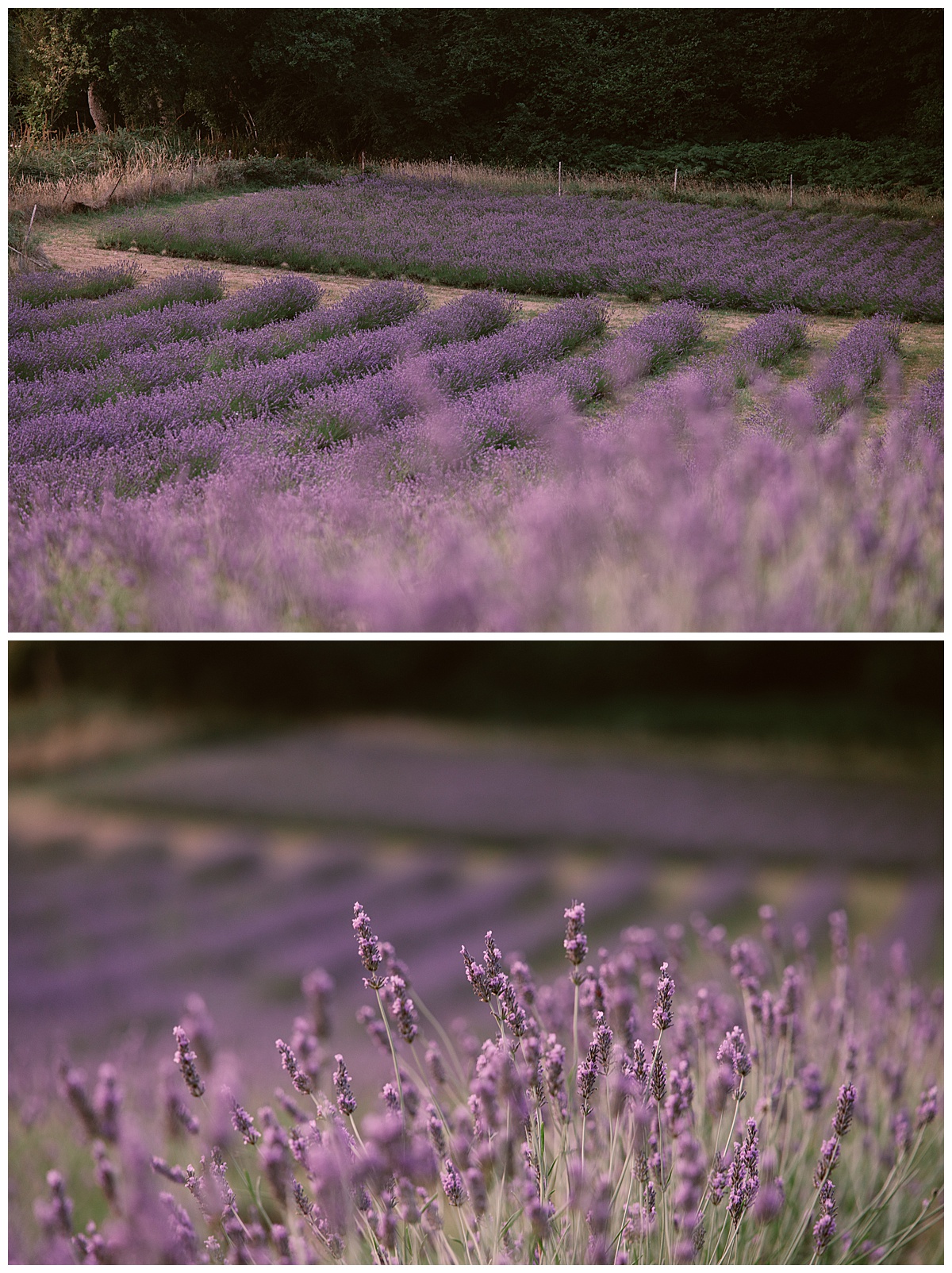 The Lavender fields at Little Mountain Lavender Farm